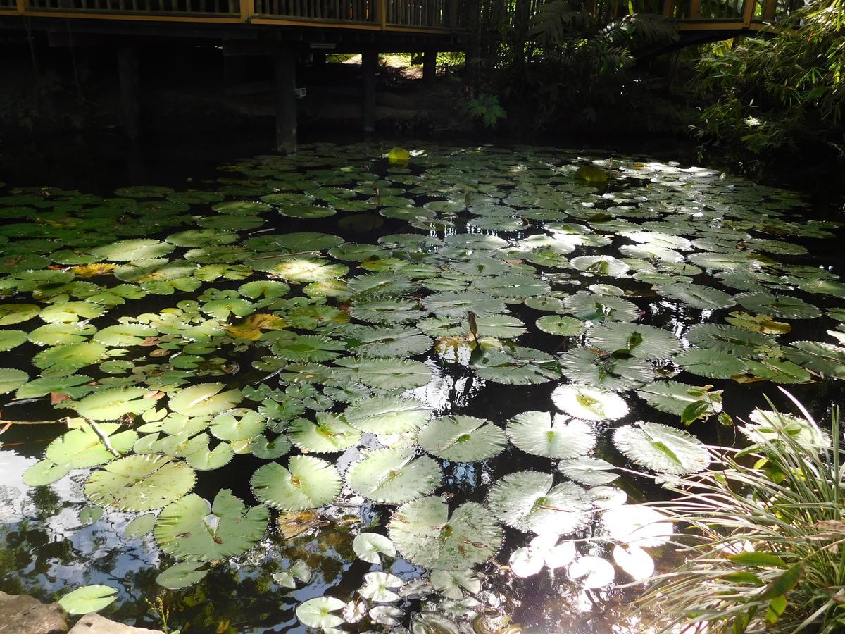 Rainforest Eco Lodge Suva Exterior photo